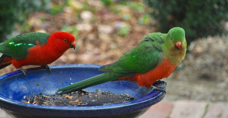 Australian King-Parrots Mallacoota Caroline Jones 