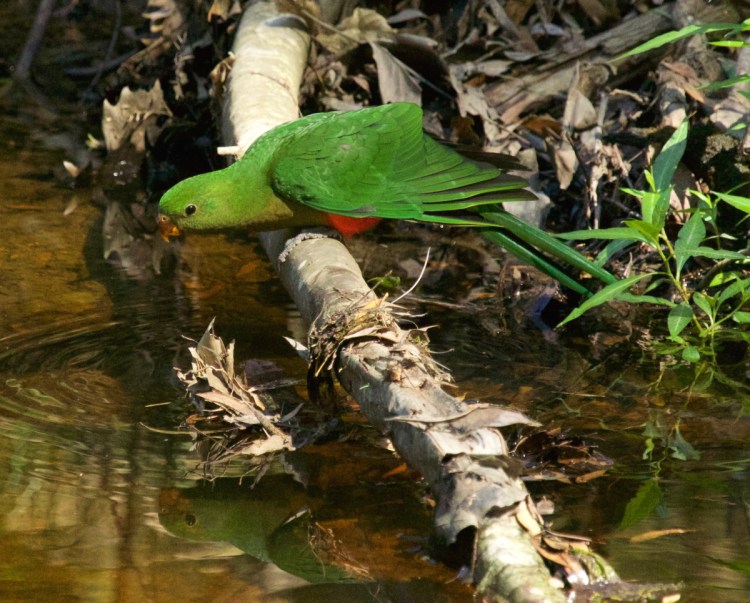 Juvenile Australian King-Parrot drinking East Gippsland Echidna Walkabout
