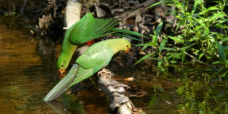 Juvenile Australian King-Parrots Buchan VIC Martin Maderthaner, Echidna Walkabout
