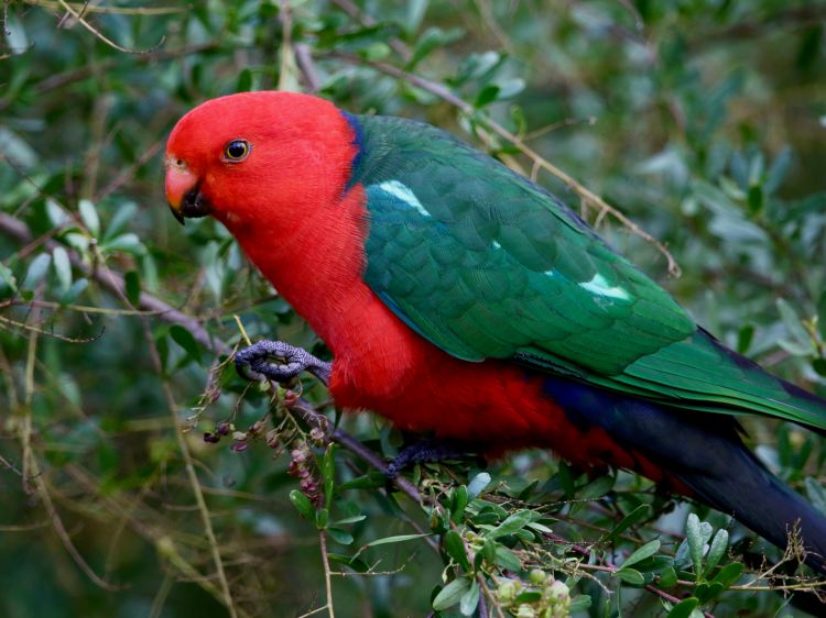 Australian King-Parrot East Gippsland John Hutchison 
