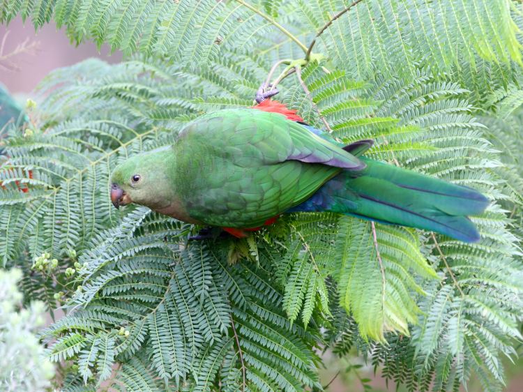 Australian King-Parrot East Gippsland John Hutchison 