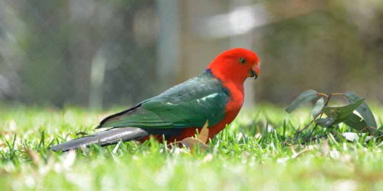 Australian King-Parrot Raymond Island Mark Alderman