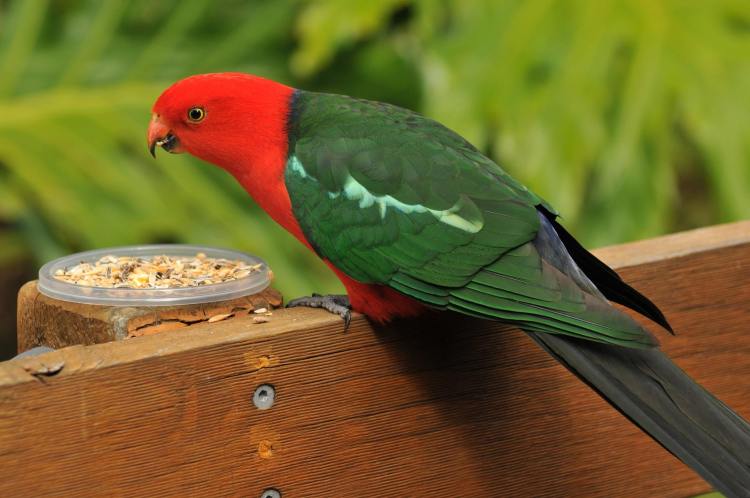Australian King-Parrot Mallacoota Michael Barnett
