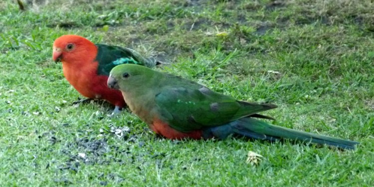  King Parrots by Martin Maderthaner Echidna Walkabout