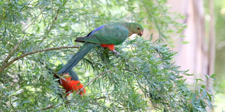 Australian King-Parrot East Gippsland Echidna Walkabout