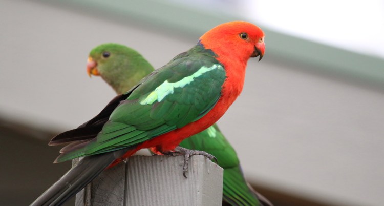  King-Parrot East Gippsland Martin Maderthaner
