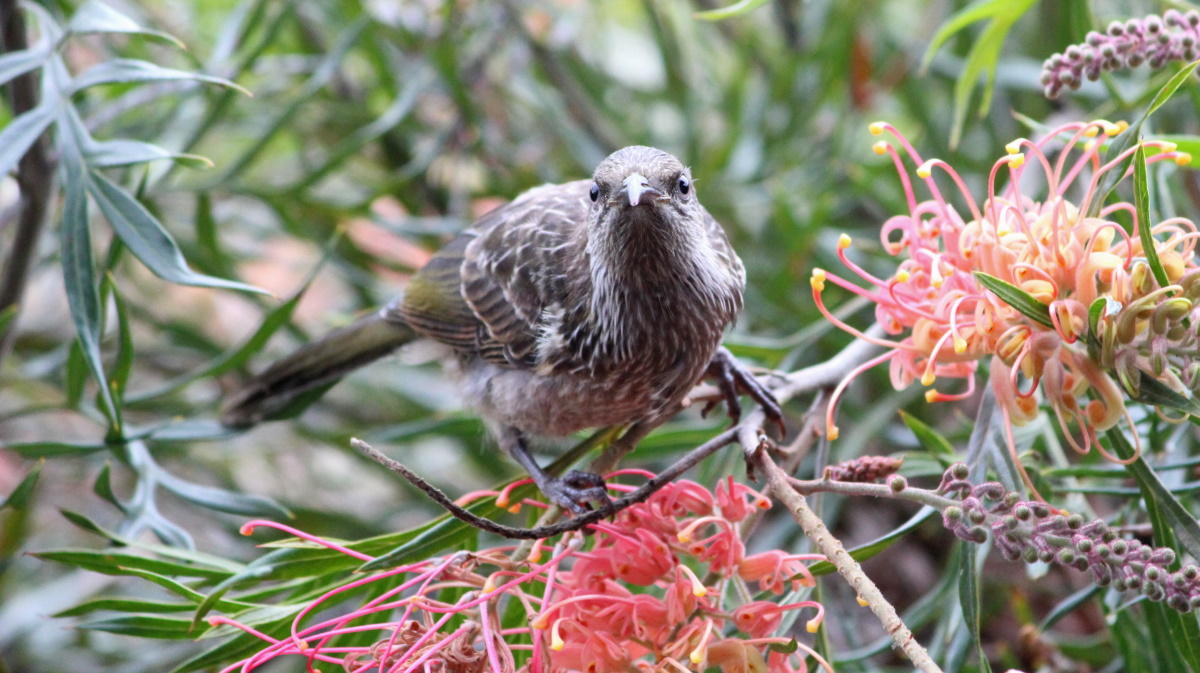 Little Wattlebird Gipsy Point Janine Duffy