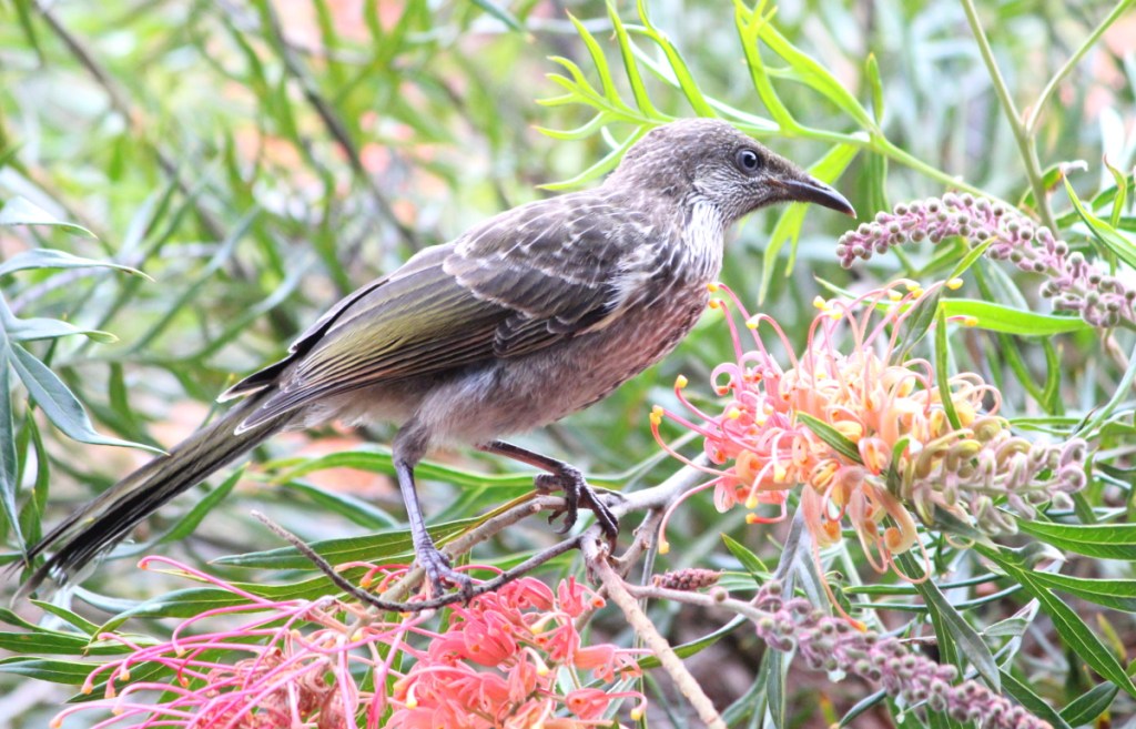 immature Little Wattlebird East Gippsland Janine Duffy