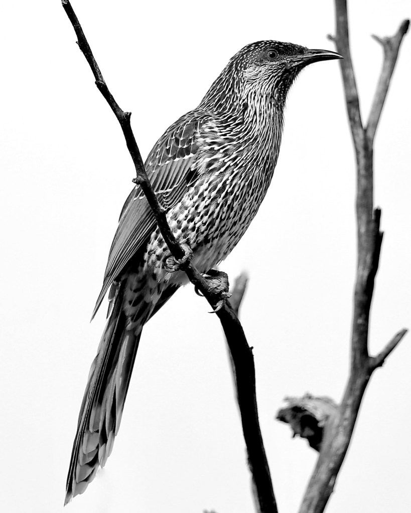 Little Wattlebird East Gippsland John Hutchison