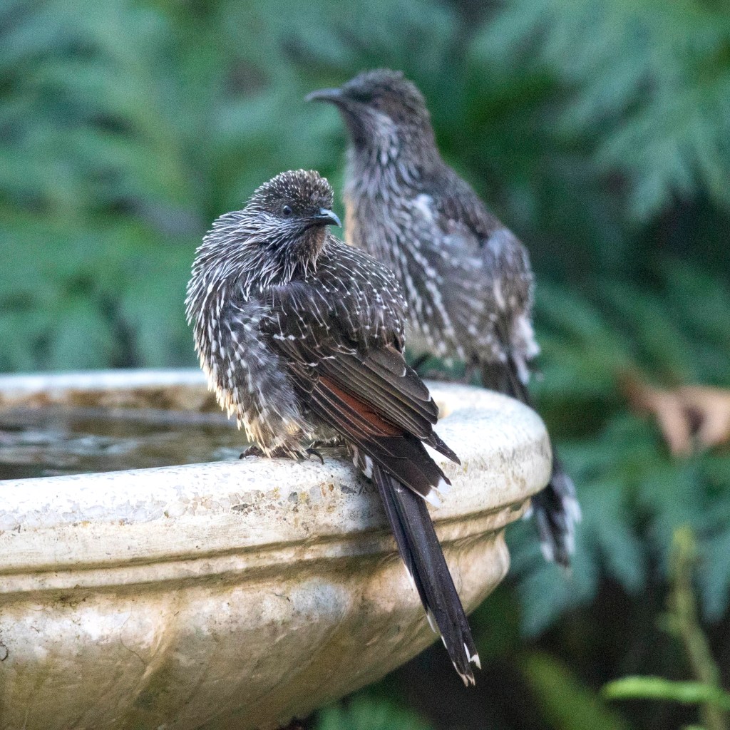 Little Wattlebirds East Gippsland Jack Winterbottom