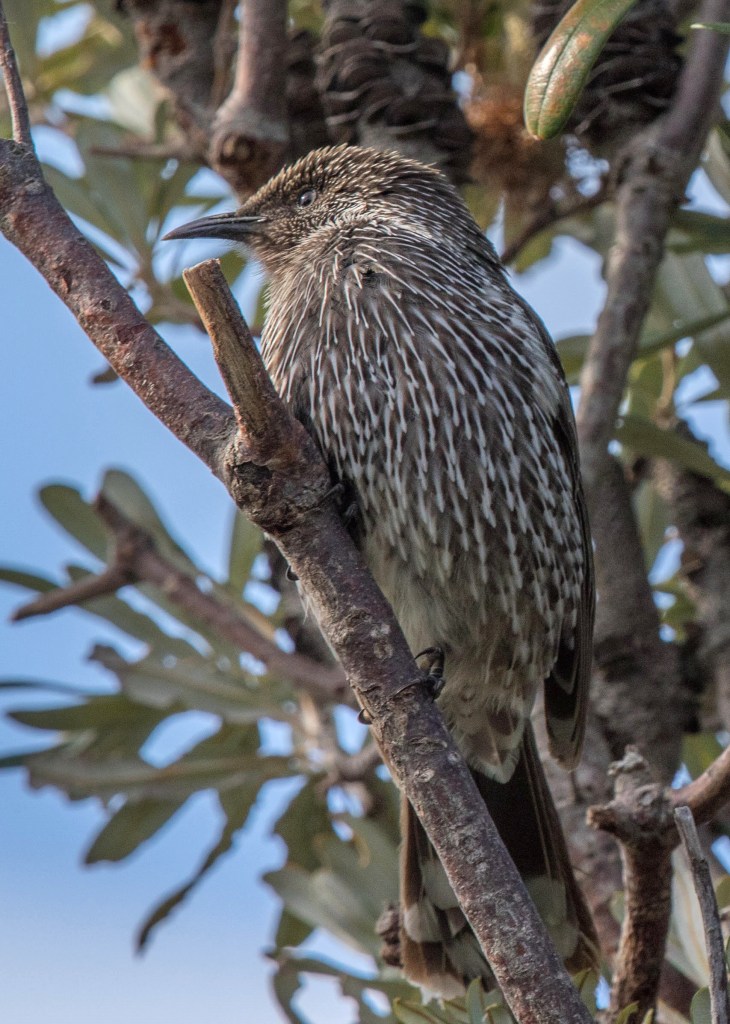 Little Wattlebird East Gippsland Jack Winterbottom