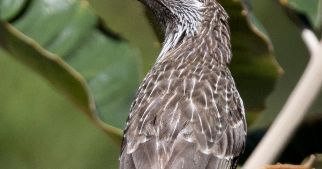 Little Wattlebird feather detail Jack Winterbottom