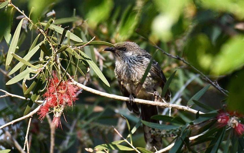 Little Wattlebird East Gippsland Rob Clay