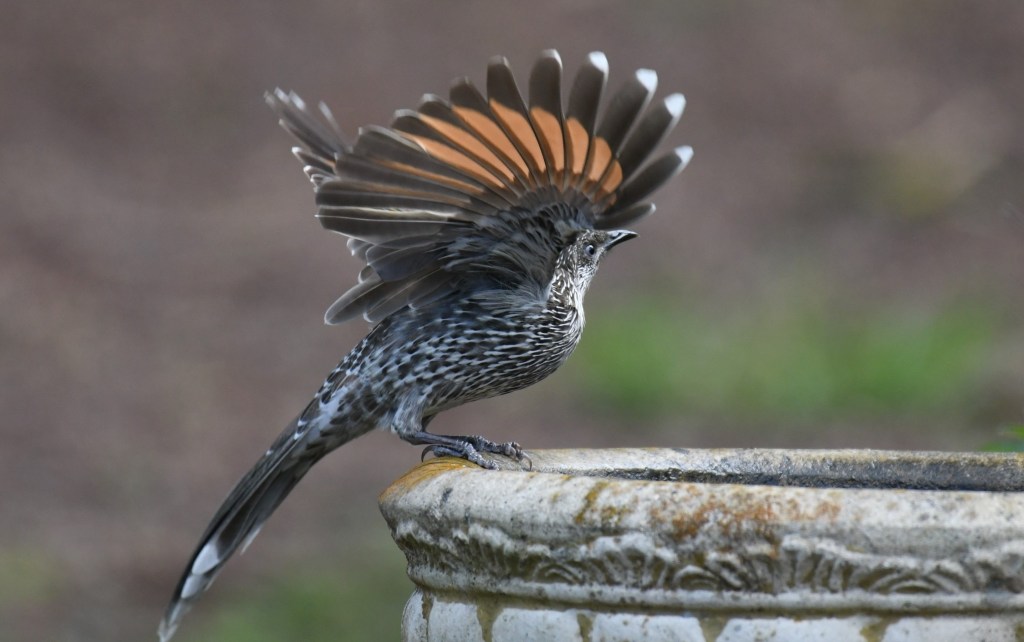 Little Wattlebird East Gippsland Rob Clay