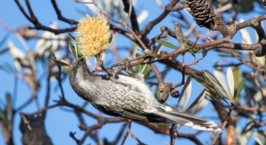 Little Wattlebird feeding Coast Banksia, East Gippsland Martin Maderthaner