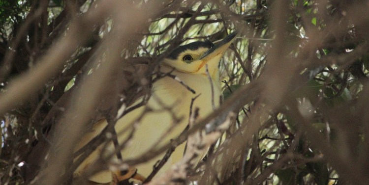 Nankeen Night-Heron Mallacoota Janine Duffy
