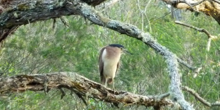 Nankeen Night-Heron nuptial plume, East Gippsland Martin Maderthaner Echidna Walkabout