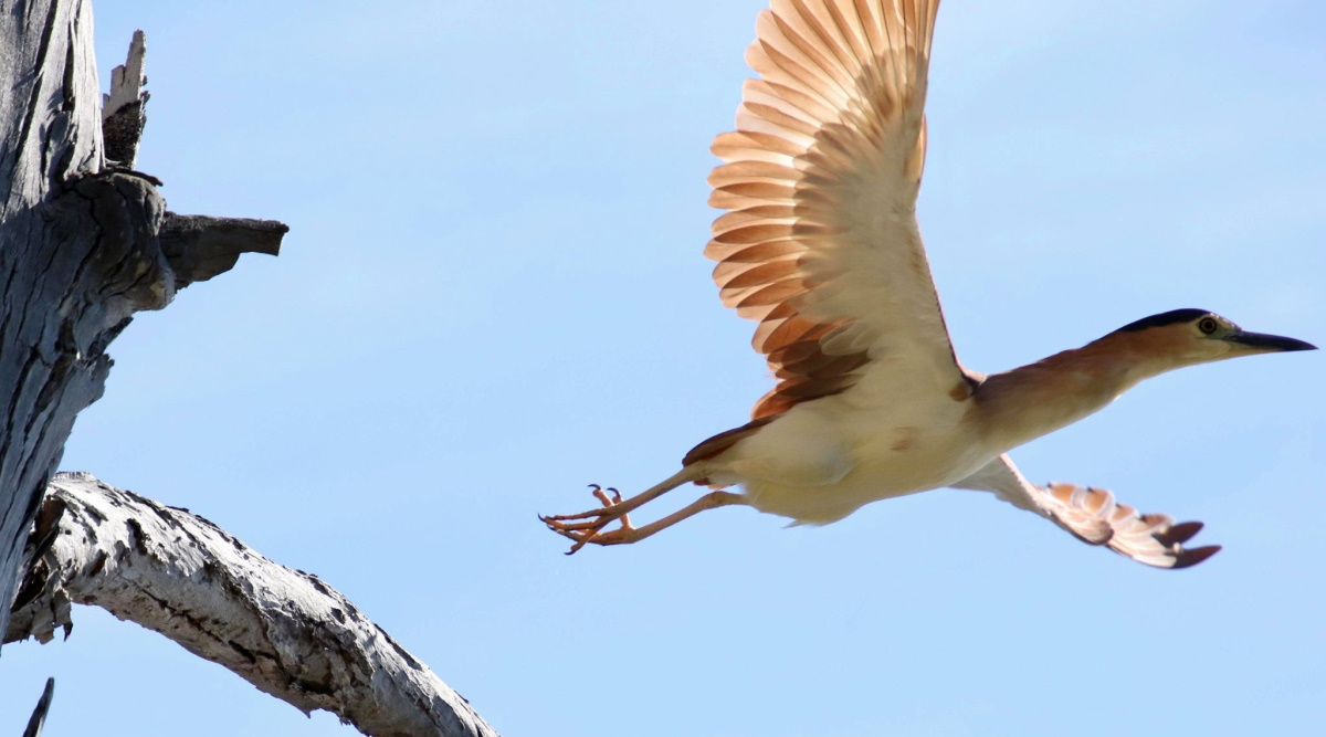 Nankeen Night-Heron flying Mallacoota Caroline Jones