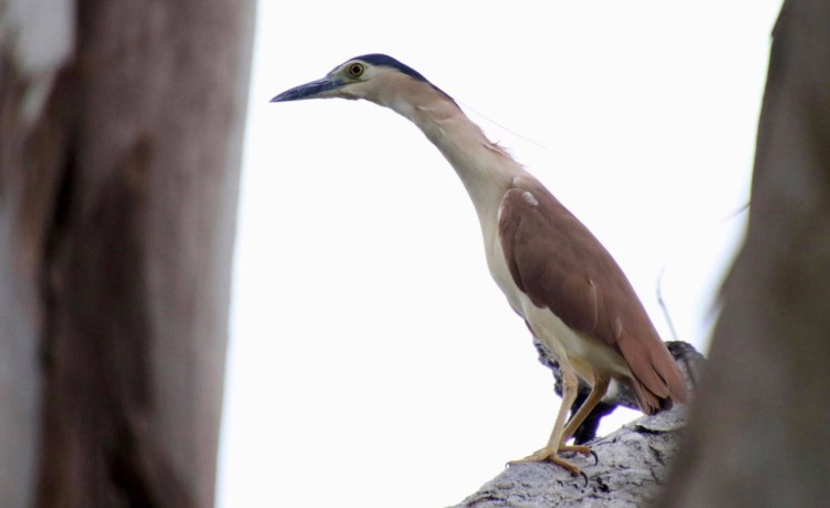 Nankeen Night-Heron Mallacoota Caroline Jones 