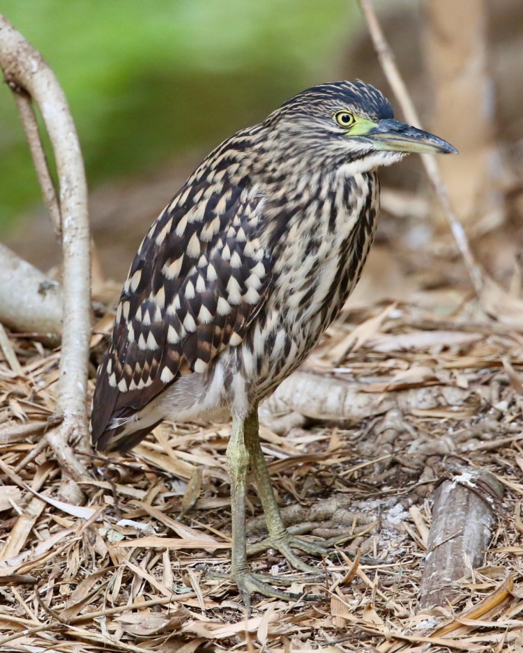 juvenile Nankeen Night-Heron East Gippsland John Hutchison 
