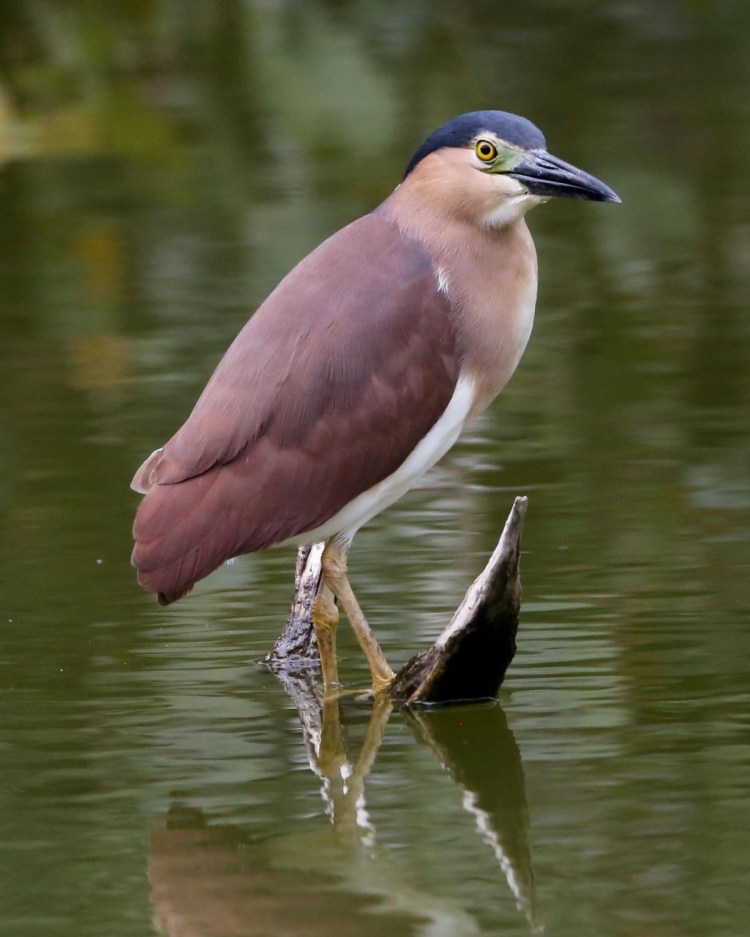Nankeen Night-Heron East Gippsland John Hutchison 
