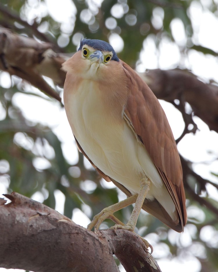Nankeen Night-Heron East Gippsland John Hutchison 
