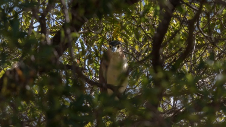 Nankeen Night-Heron Mallacoota Jack Winterbottom