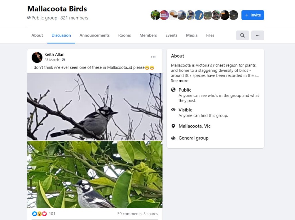 Keith Allan Mallacoota Birds facebook White-eared Monarch first record for Victoria