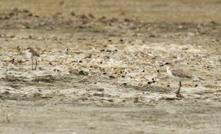 Red-capped Plover female with well-camouflaged chick, East Gippsland Echidna Walkabout