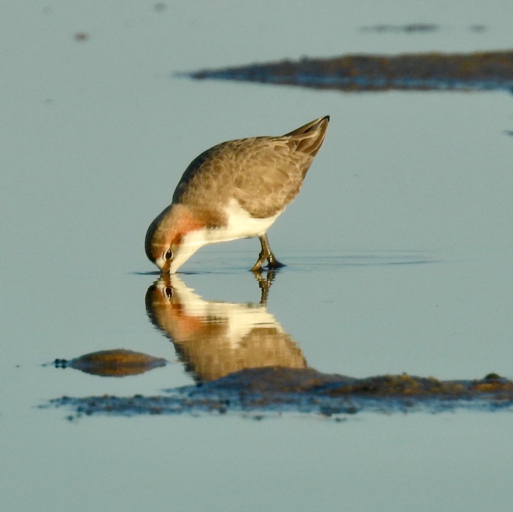 female Red-capped Plover feeding Mallacoota by Caroline Jones 