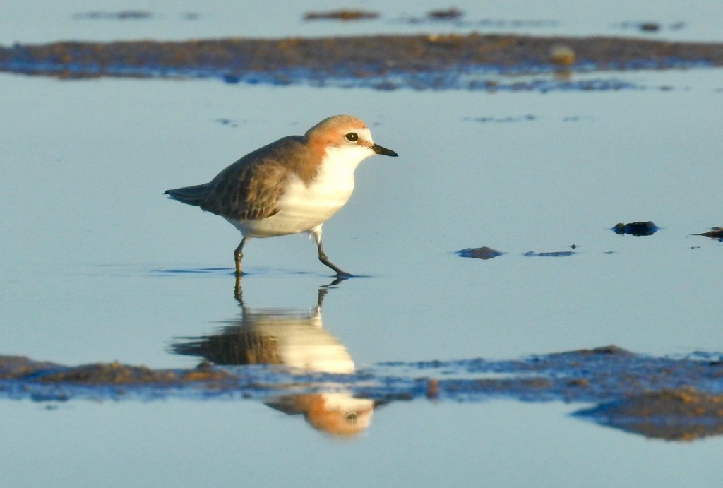 Red-capped Plover Mallacoota by Caroline Jones 