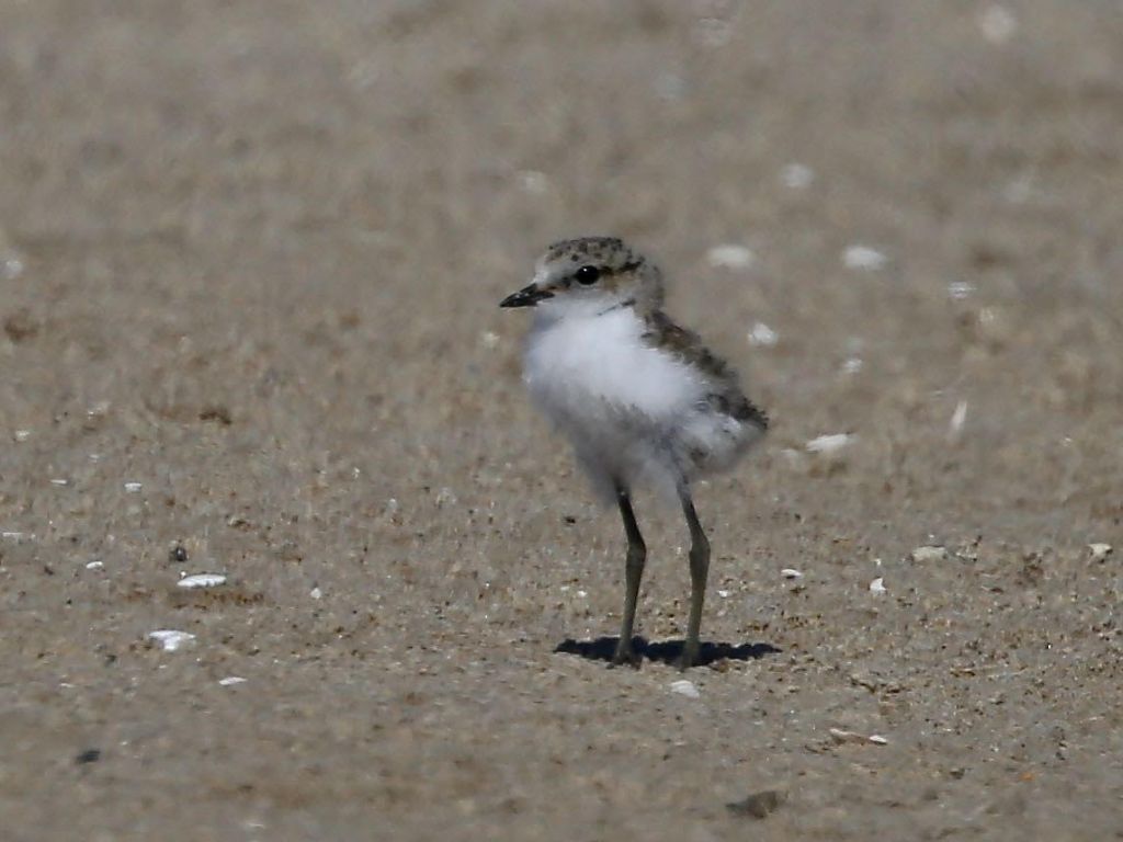 Red-capped Plover chick Gippsland Lakes by John Hutchison 