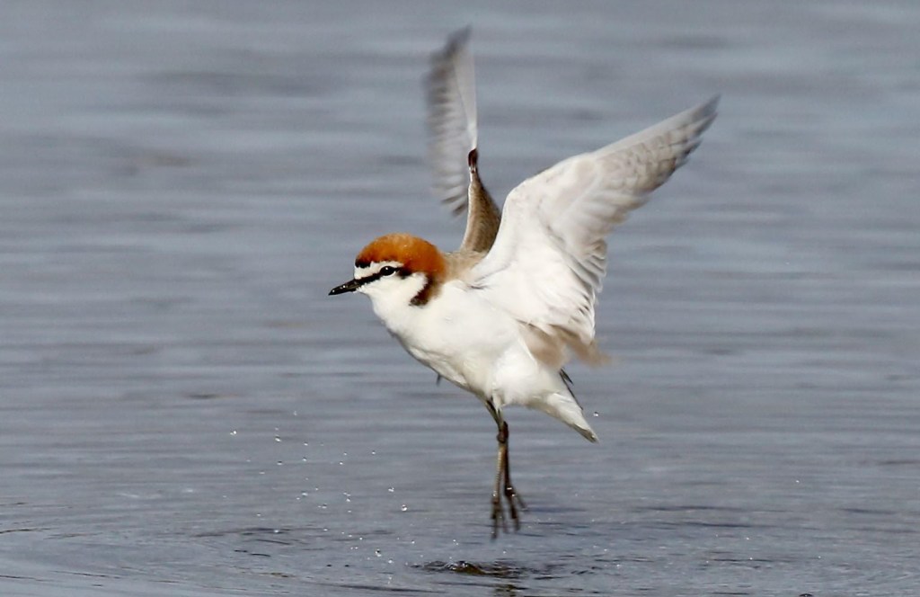 Red-capped Plover Gippsland Lakes by John Hutchison 