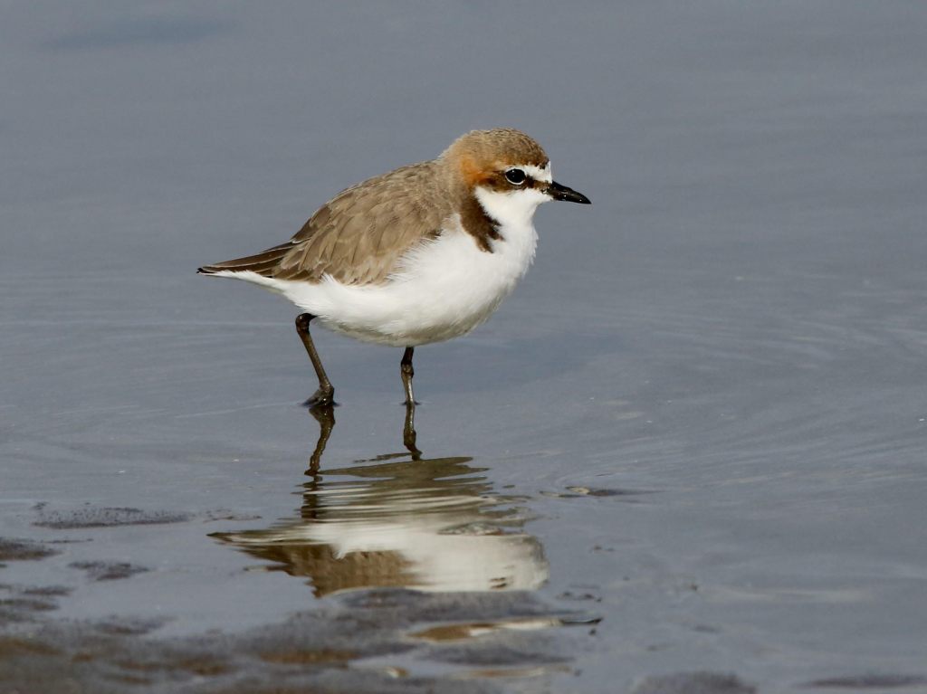 Female Red-capped Plover East Gippsland John Hutchison 