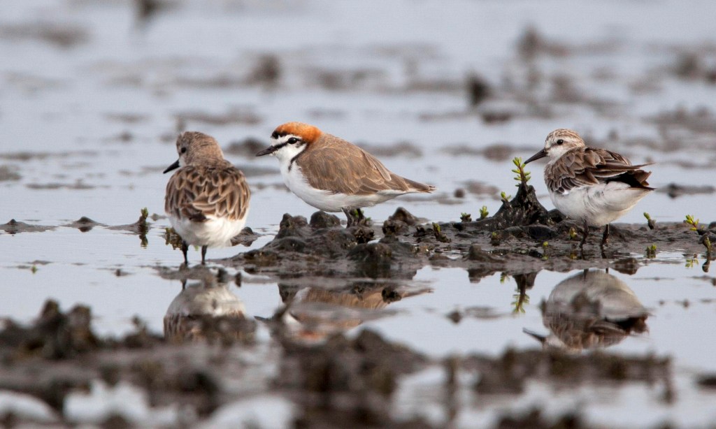 Red-capped Plover Red-necked Stints East Gippsland by Jack Winterbottom
