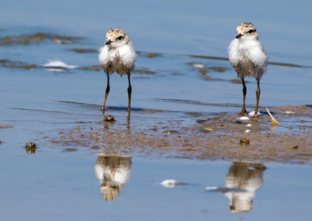 Red-capped Plover chicks East Gippsland by Jack Winterbottom
