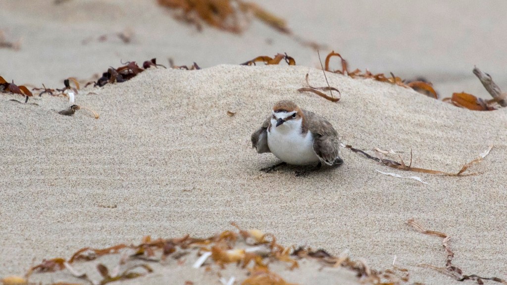 Red-capped Plover East Gippsland by Jack Winterbottom

