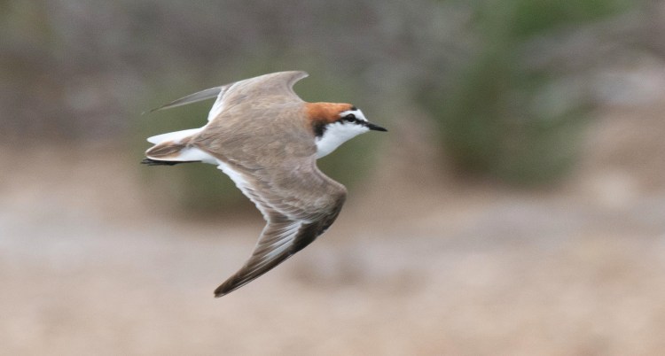 Mallacoota Birds: Red-capped&nbsp;Plover