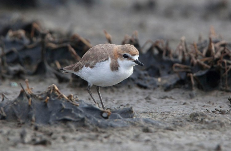 Red-capped Plover East Gippsland Jack Winterbottom

