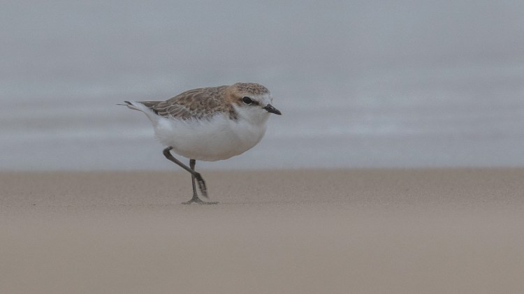 Red-capped Plover juvenile East Gippsland by Jack Winterbottom
