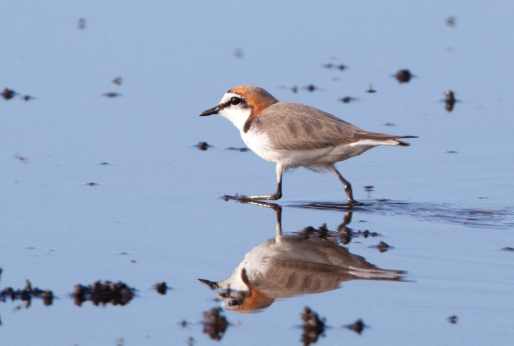 Male Red-capped Plover East Gippsland by Jack Winterbottom
