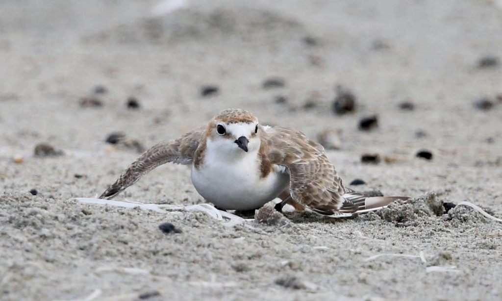 Female Red-capped Plover East Gippsland by Jack Winterbottom
