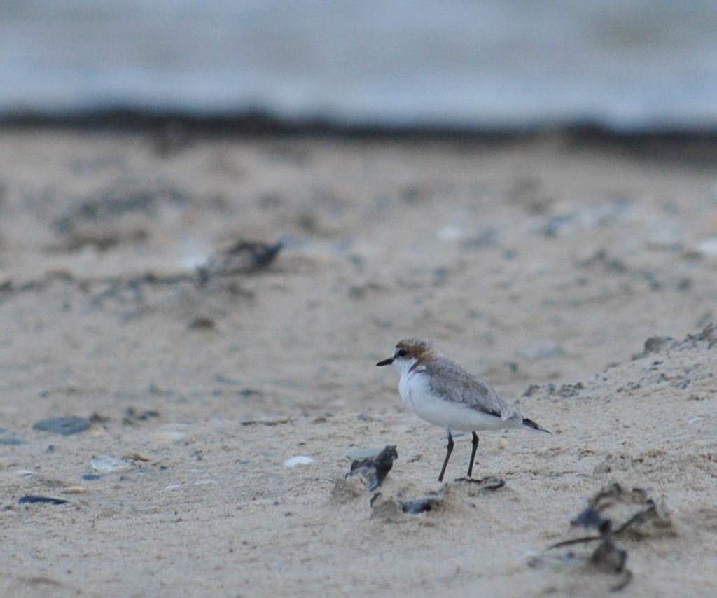 Red-capped Plover Mallacoota by Michael Barnett