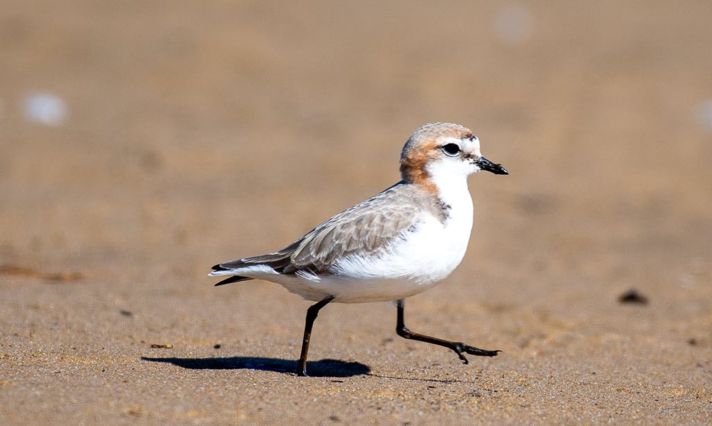 Red-capped Plover East Gippsland by Rob Clay
