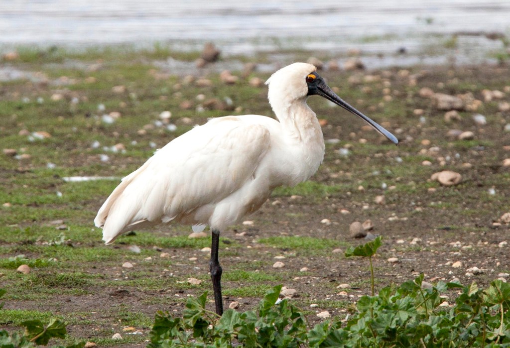 Royal Spoonbill East Gippsland Jack Winterbottom