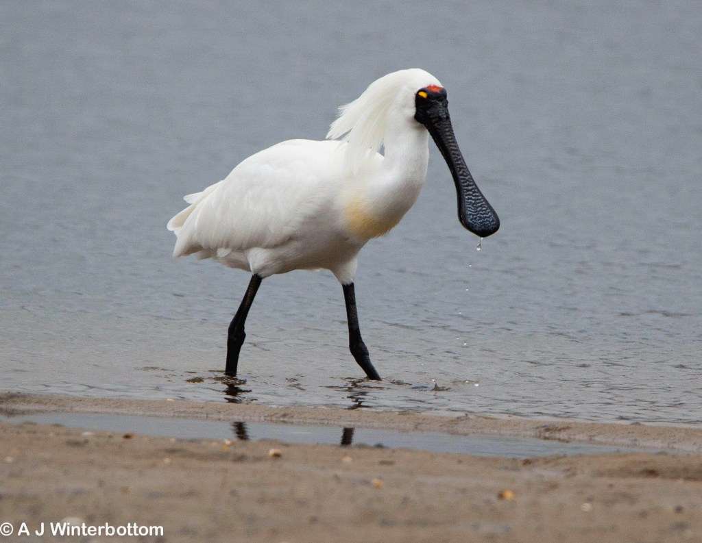 Royal Spoonbill East Gippsland  Jack Winterbottom