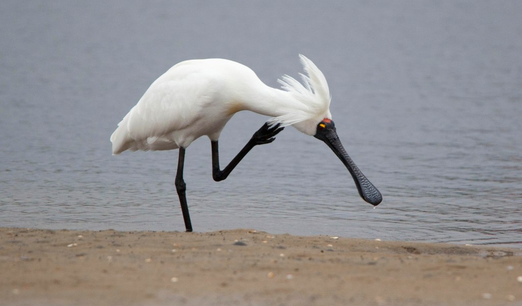Royal Spoonbill breeding adult East Gippsland  Jack Winterbottom
