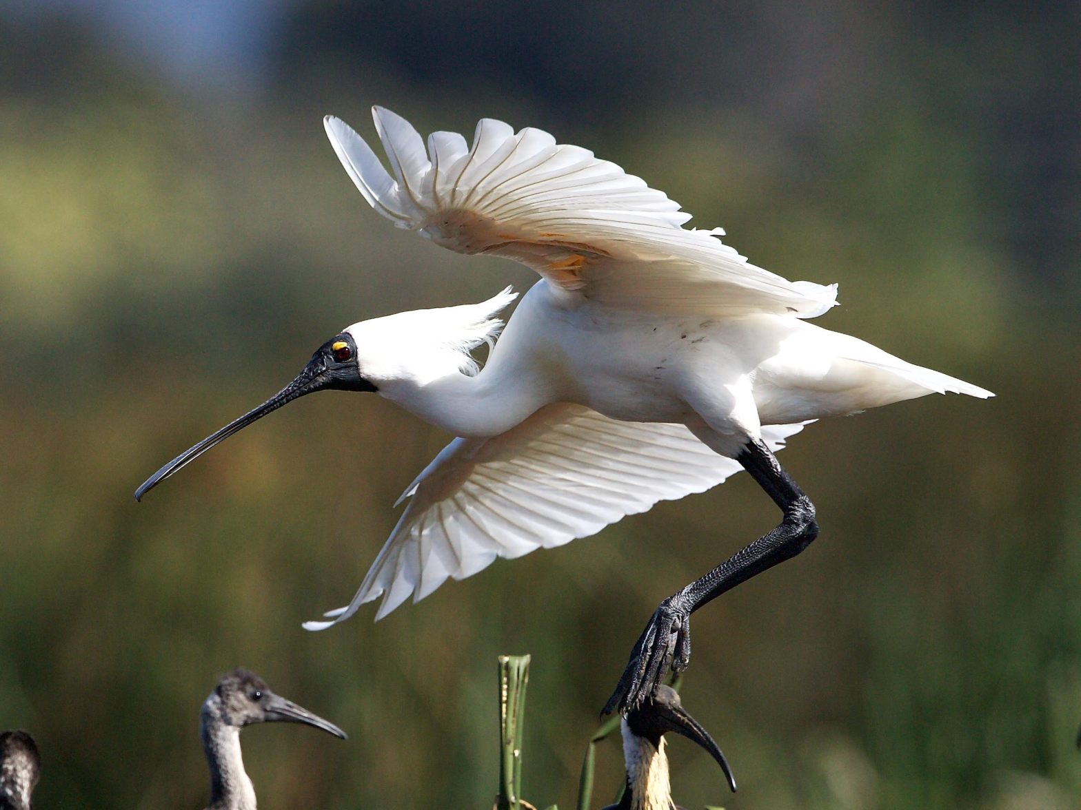 Royal Spoonbill in flight Macleods Morass John Hutchison
