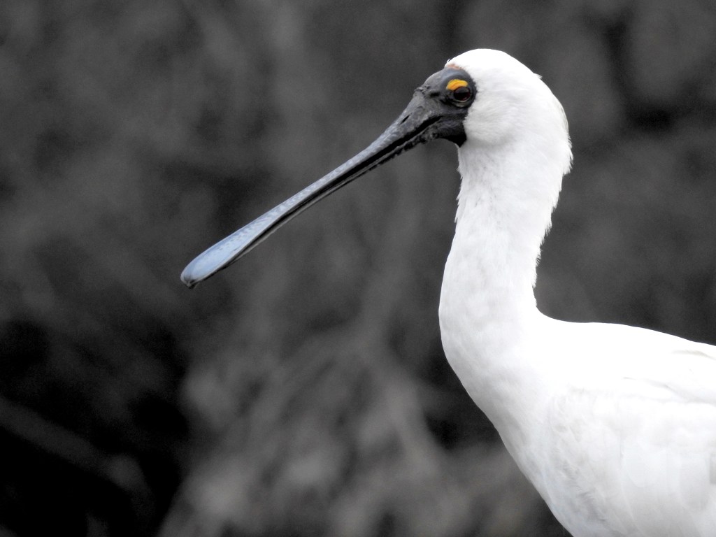 Royal Spoonbill Mallacoota Caroline Jones 