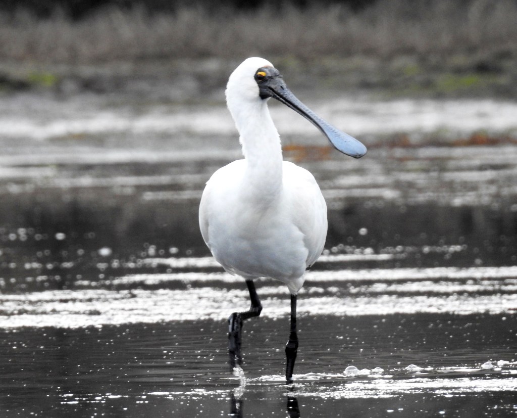 Royal Spoonbill Mallacoota Caroline Jones 